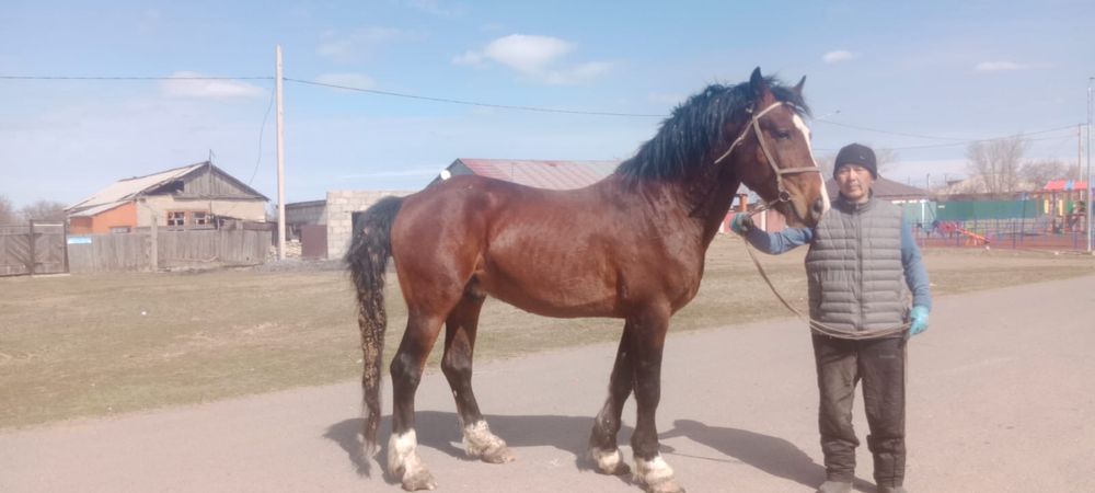 Айғыр сатамын/ Продам жеребца