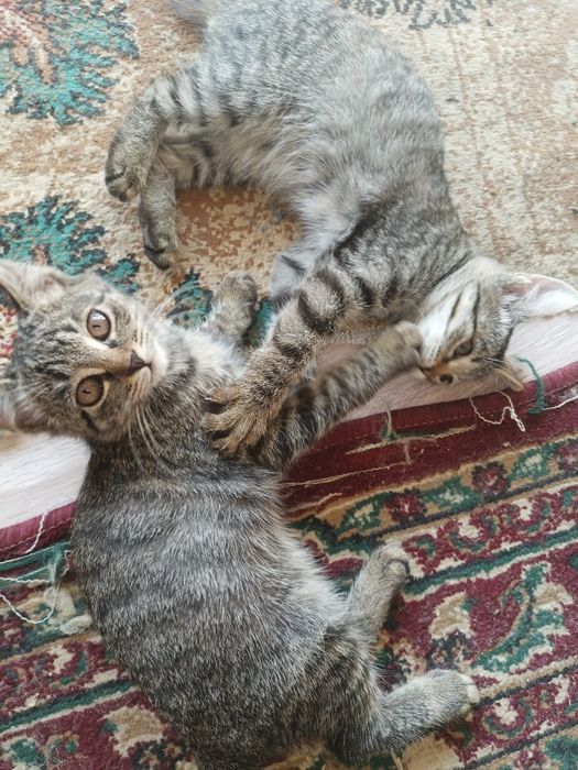 Котята хорошие мышеловы домашние