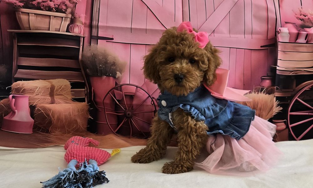 Пудел той/мини Poodle toy с родословие