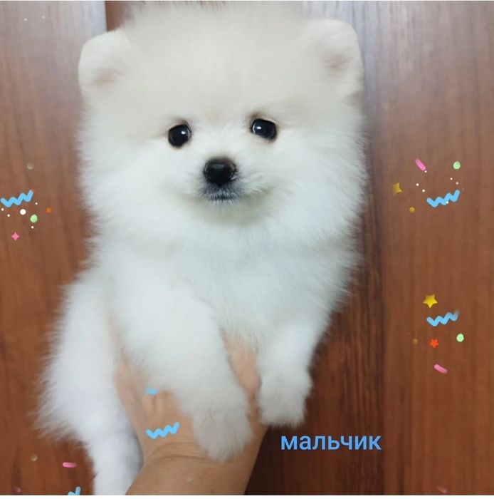 Померанский шпиц щенки детки