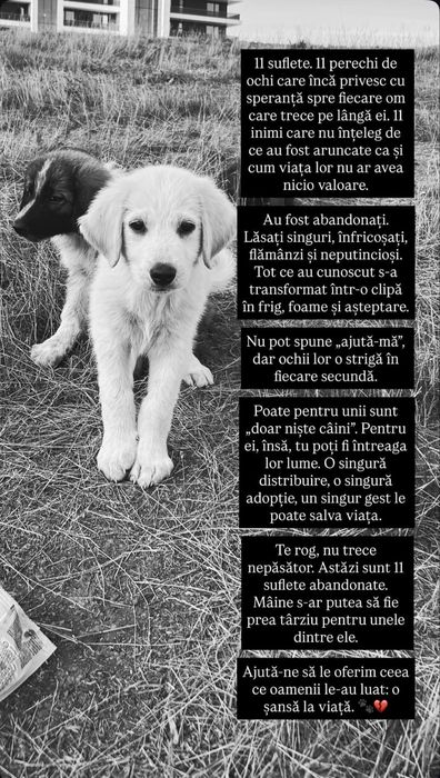 Cățeluși spre adopție