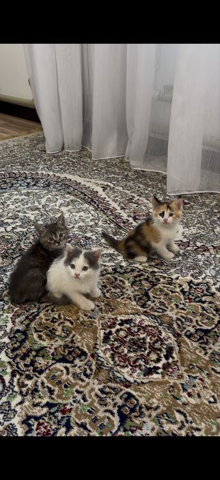 Котятам 1,5 мес.