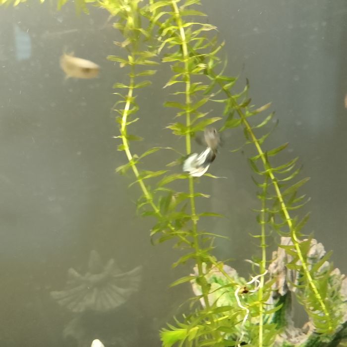 Продаю всех своих рыбок