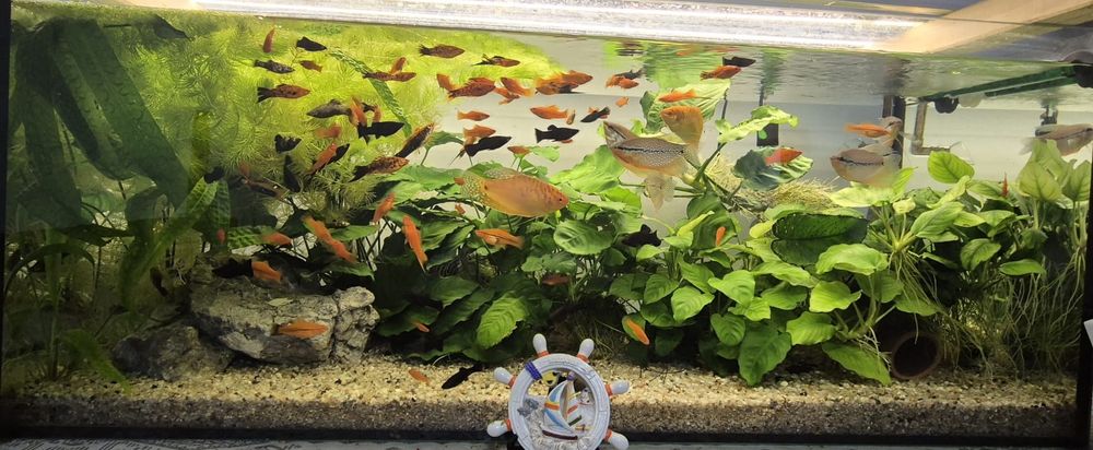 Vând pești Xipho + Anubias diverse modele – maturi și pui – preț avant