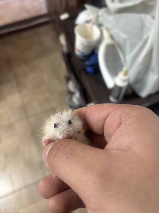 Hamster siberian