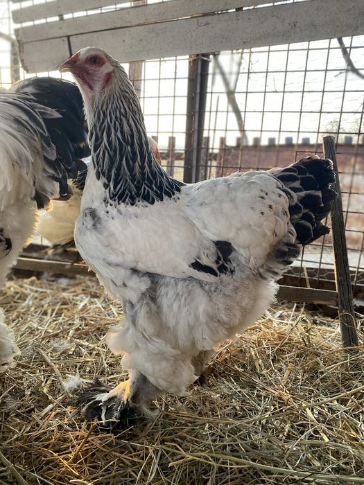 Ouă Brahma HD pentru incubat