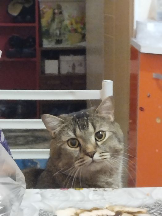 кот,порода:скотиш страйт