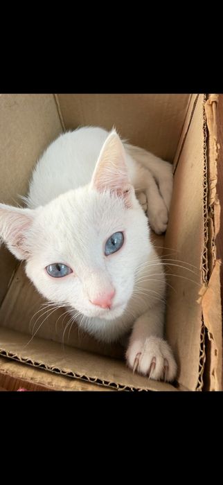 отдам котенка в хорошие руки