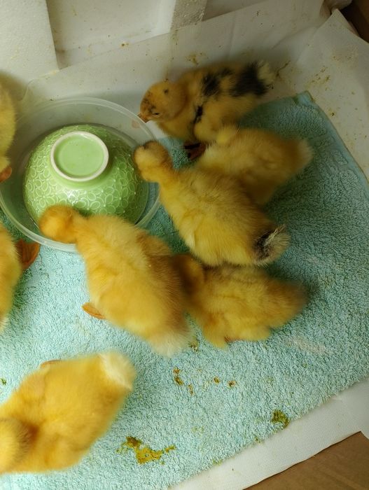 Утята  чисто домашние