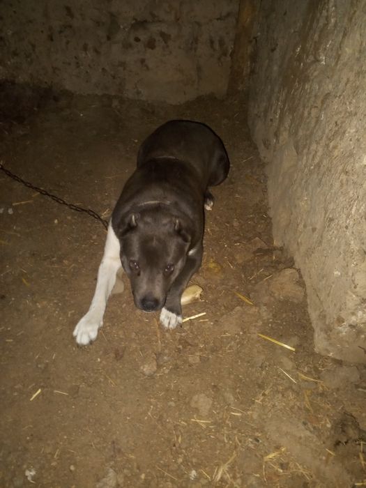 стаффер ит сотилади