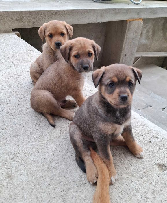 Donez catelusi, talie medie, Metis. Pui de caine spre adoptie.