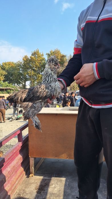 Японча макёнлар сотилади