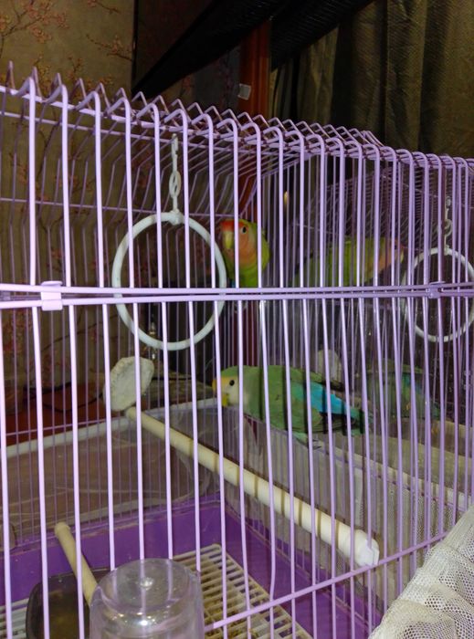 Попугаи неразлучники