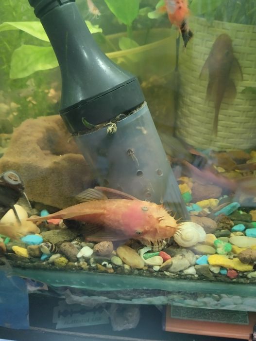 Продам Сомиков  *Супер Ред*