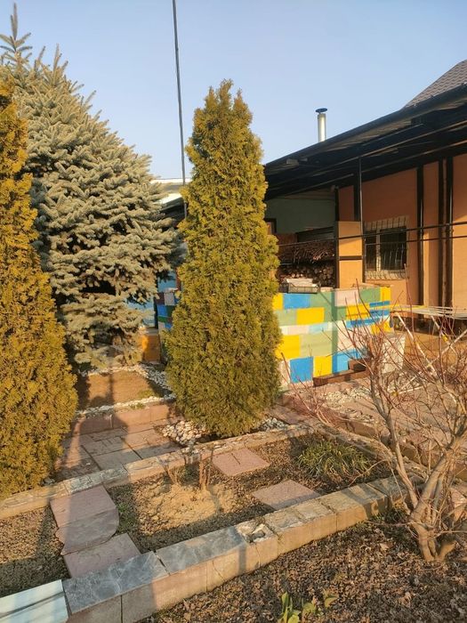 Туя горный Смарагд европейский.