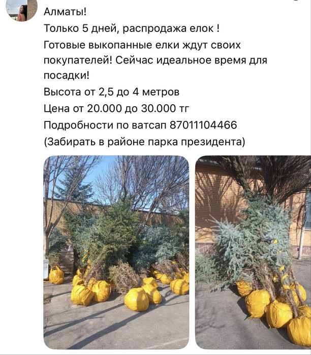 Срочно расПродам елки