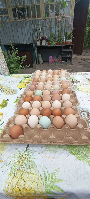 Домашнии куры продам