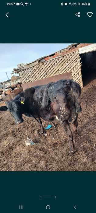 Продам дояных коров