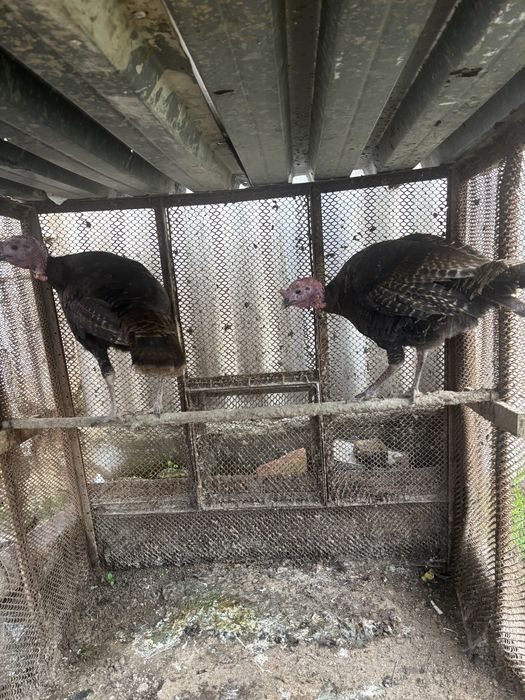 Индюк Черный принц