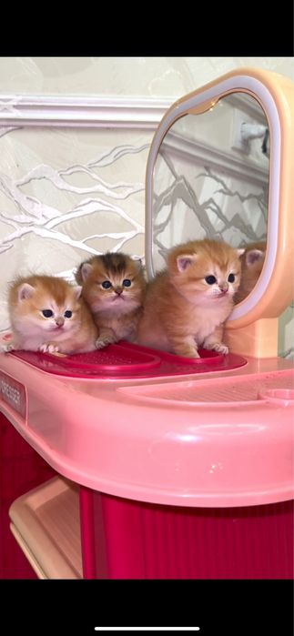 Otasi vyazkaga 3 ta bolasi sotiladi