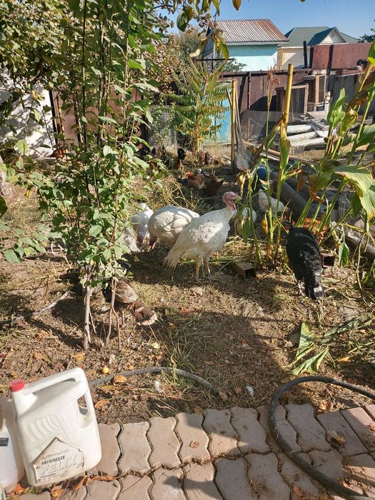 Продам Индуков кур несушки