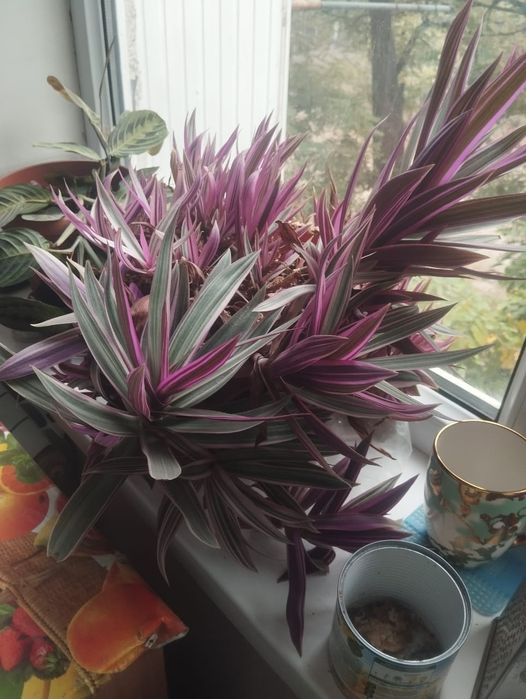 Цветы  комнатная