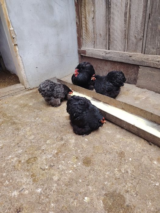 Ouă pentru incubat de cochinchina pitic