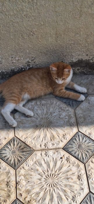 Кошка рыжая домашняя