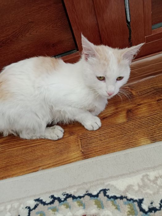 Hadiyaga bermohchiman