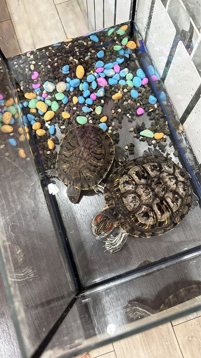 Черепахи красноухие 2 штуки