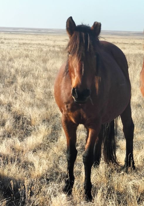 Сауын бие сатылады