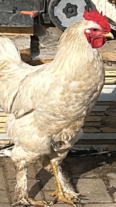 Продам петухов молодых.