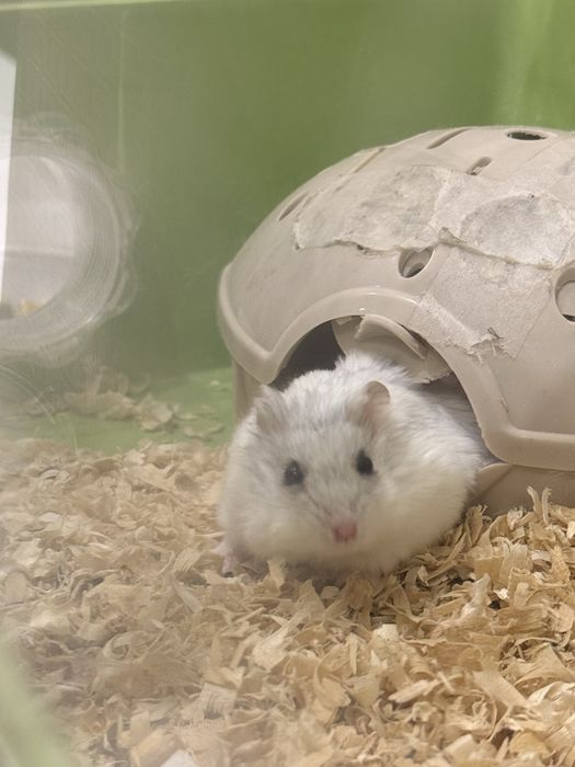 Джунгарский хомячок