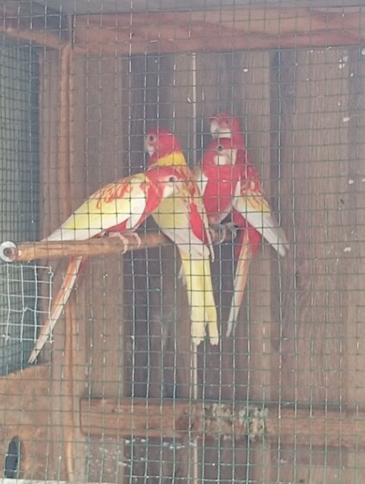 Vând papagali rosella