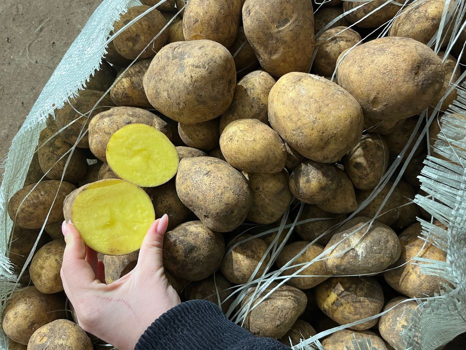 Продам картофель оптом