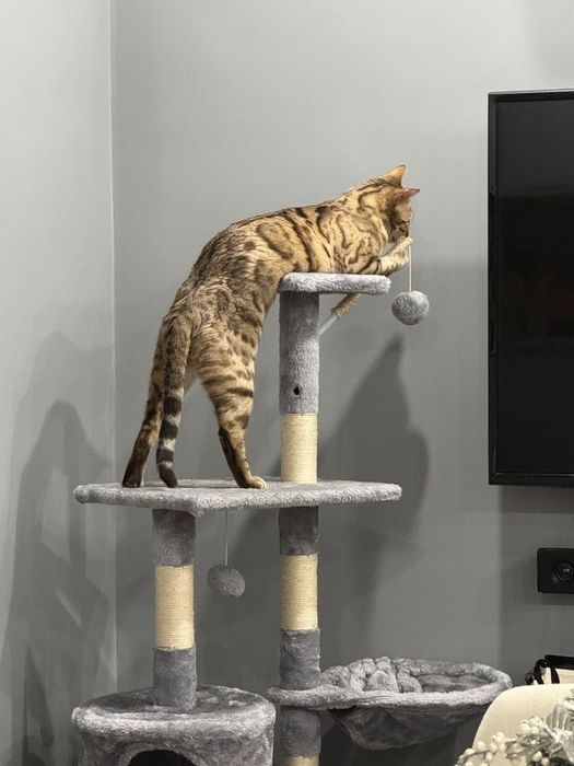 Потерялась кошка