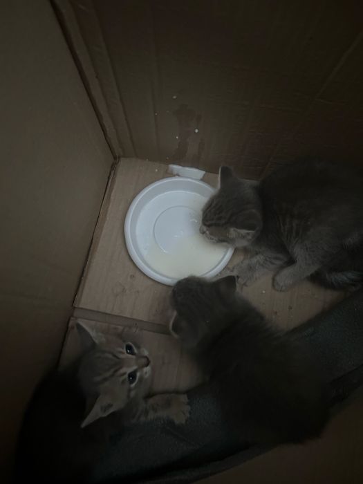 Отдам бесплатно котят