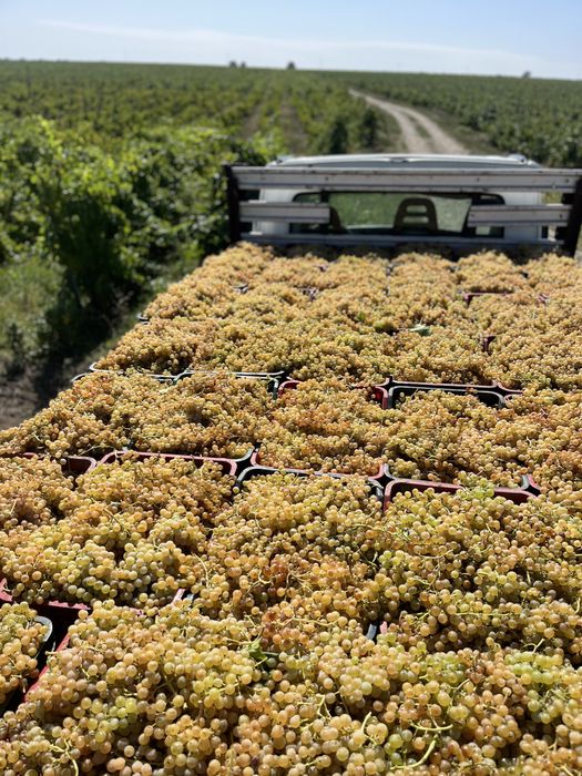 Struguri de vin PRODUCATOR