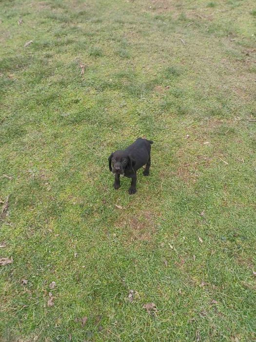 3 кученца курцхаар/кокер