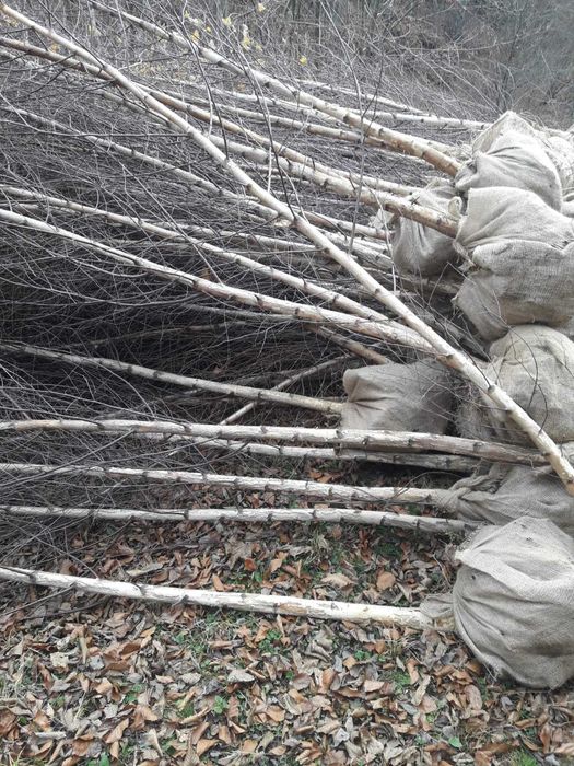 Vând mesteacăn alb avem de la      
  3-5m