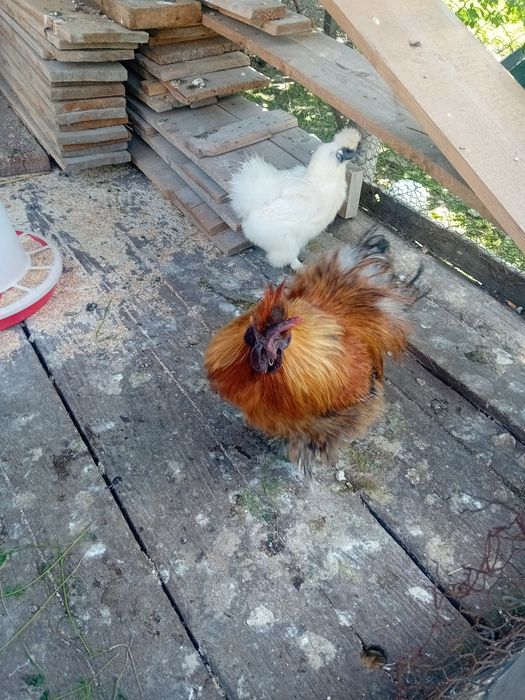 Vând cocos si gaina matasea japoneza