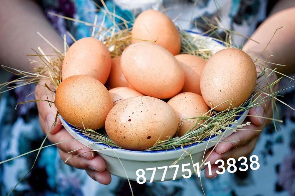 От кур черных яйца на лечение