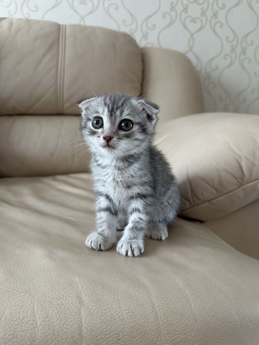 Продам британского вислоухого катенка(мальчик)