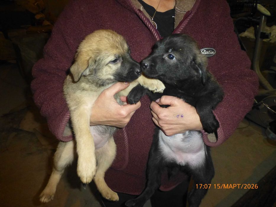 отдам щенков  в хорошие  руки