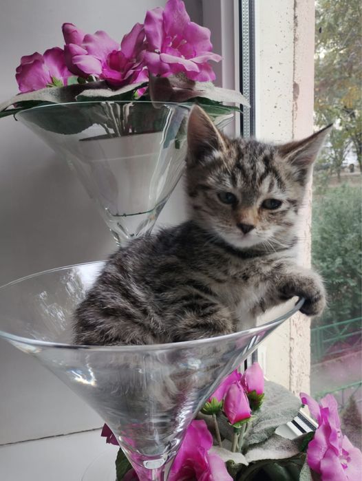 Ищу дом для красивого котика.Мальчик