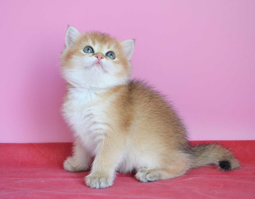 британская шиншилловая кошечка
