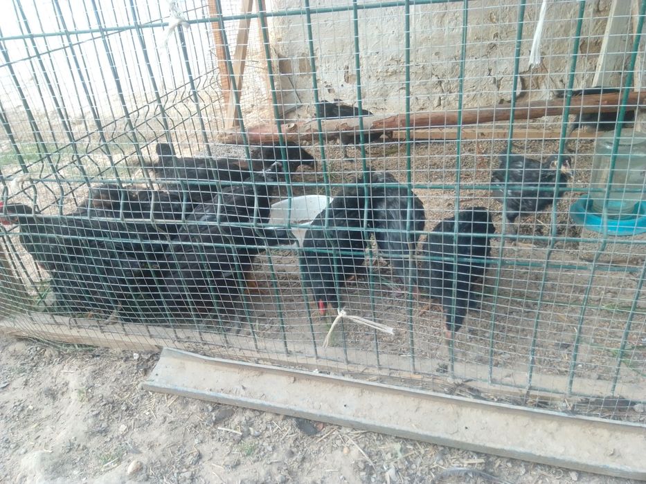 Andijon qora jojalari bor sotiladi