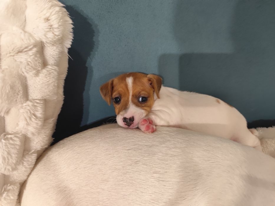 Джак Ръсел Женско