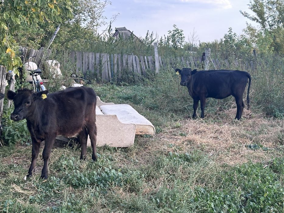 Продам телят 5 месячных