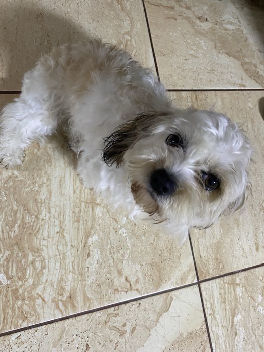 Donez urgen caine bichon
